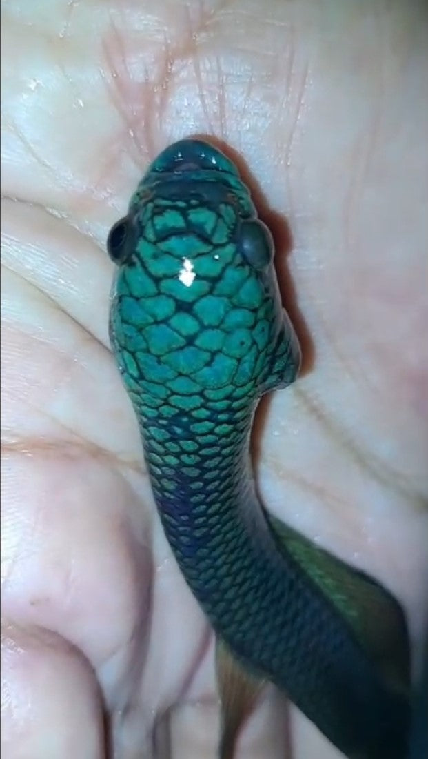 Antuta Full Blue Super Grade