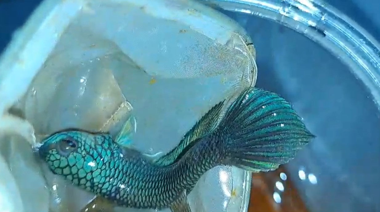 Antuta Full Blue Super Grade