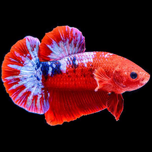 Betta Hellboy