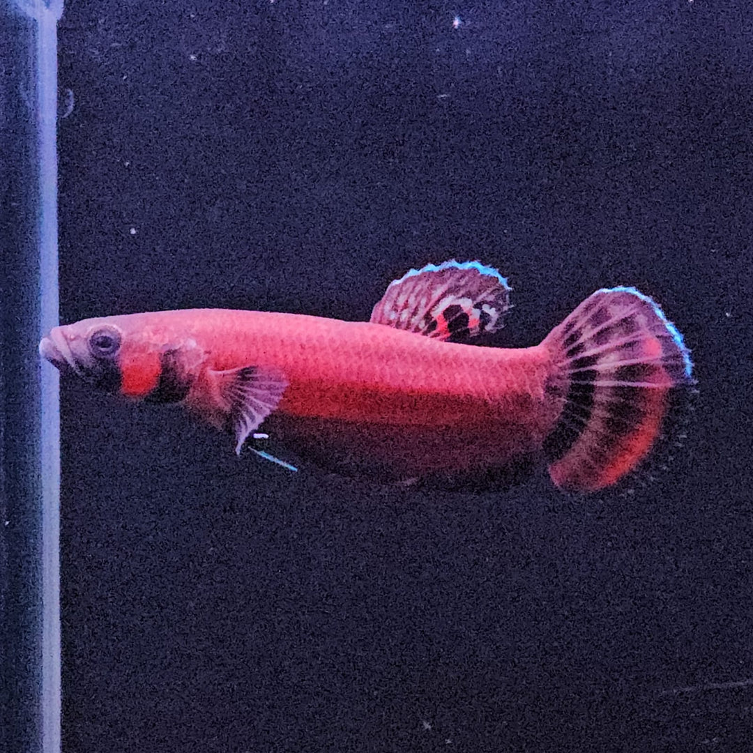 Macrostoma - Miri / Marudi