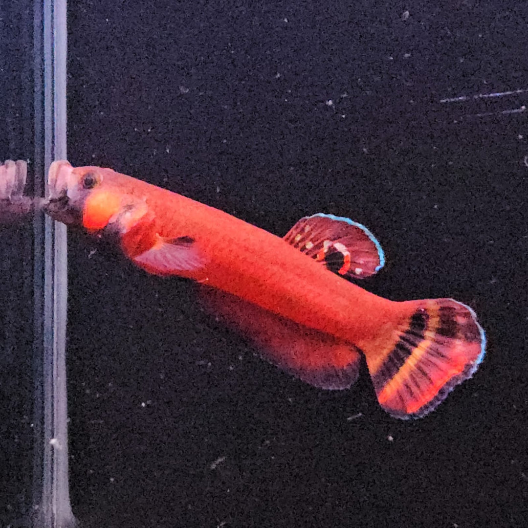 Macrostoma - Miri / Marudi