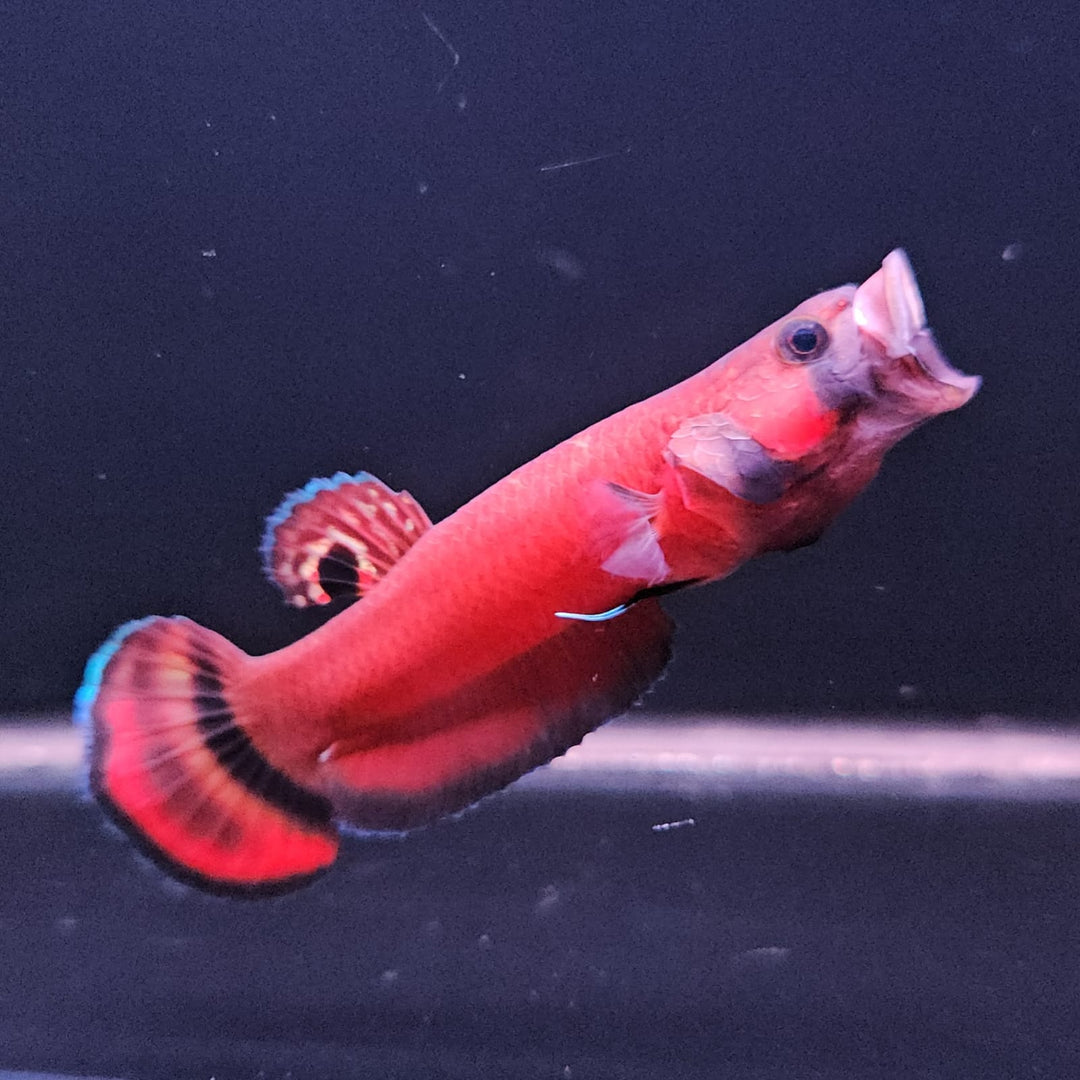 Macrostoma - Miri / Marudi