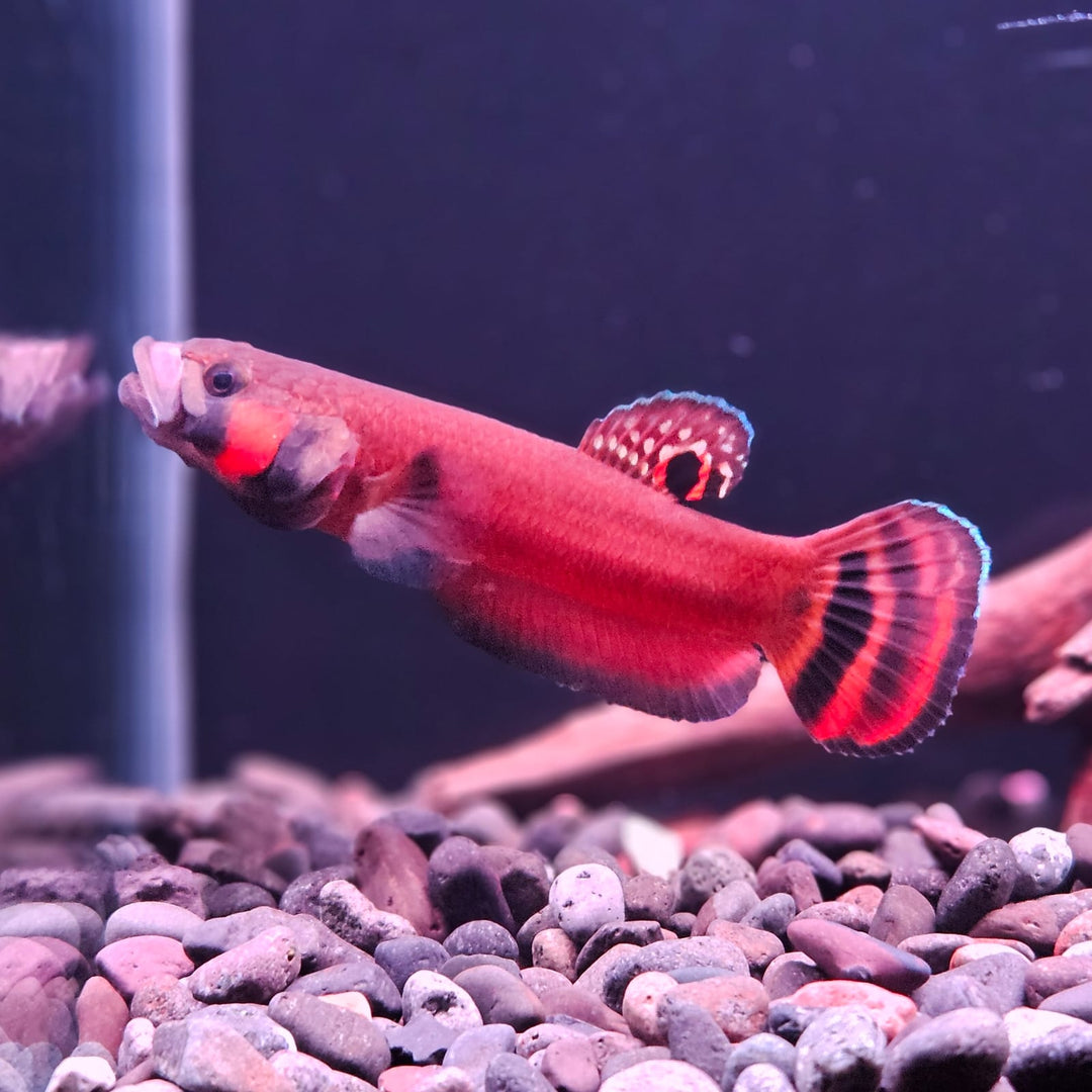 Macrostoma - Miri / Marudi