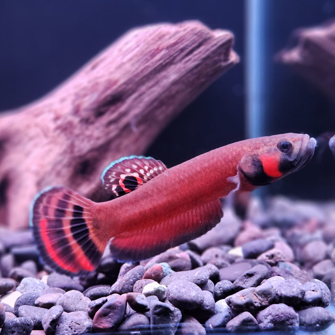 Macrostoma - Miri / Marudi