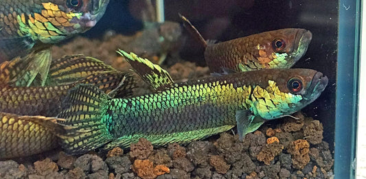 Betta Sp. Tabang