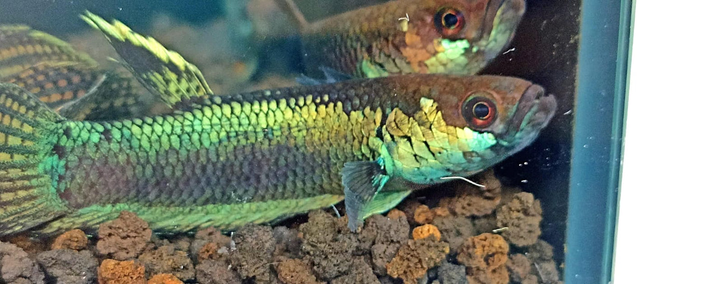 Betta Sp. Tabang