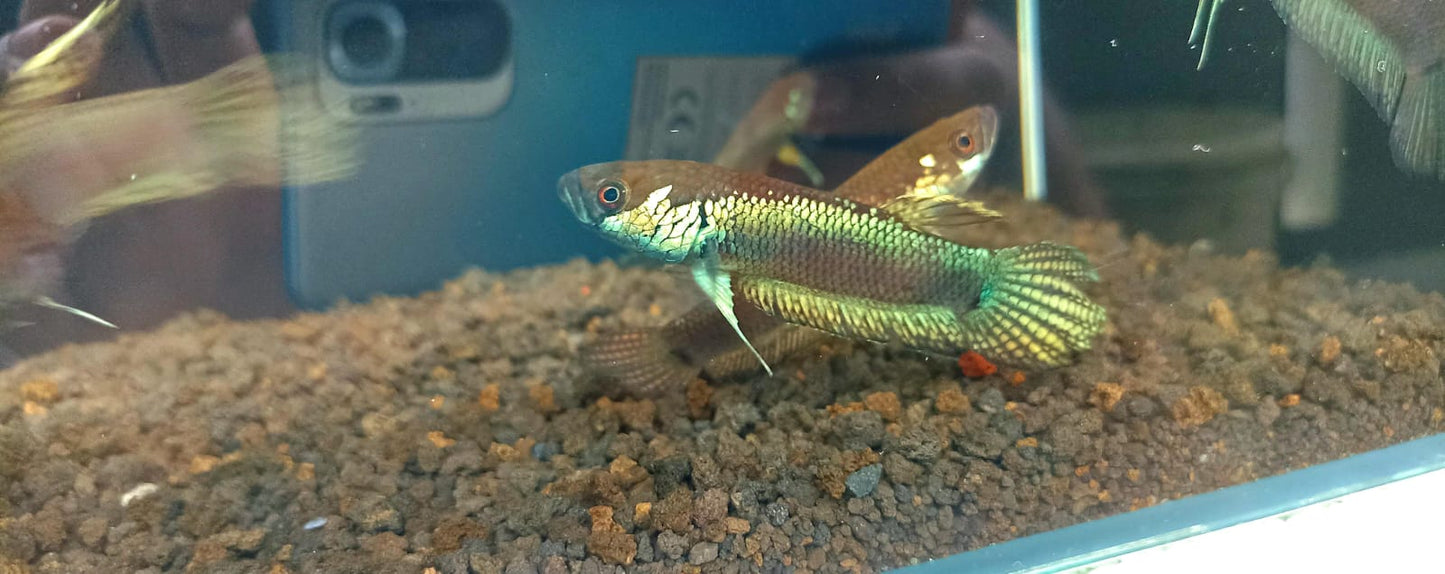 Betta Sp. Tabang