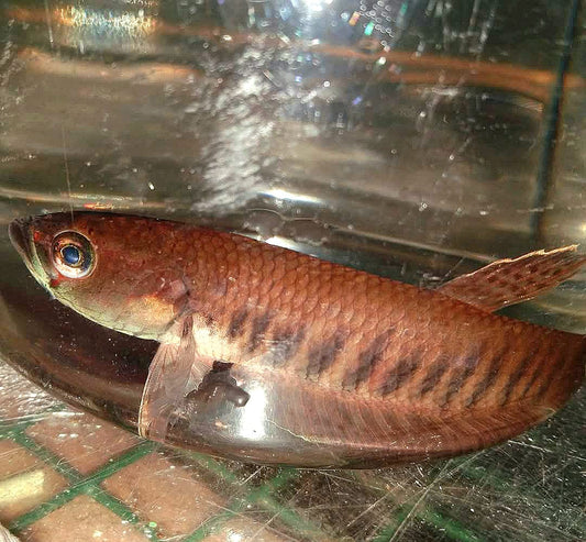 Patoti Pusherut