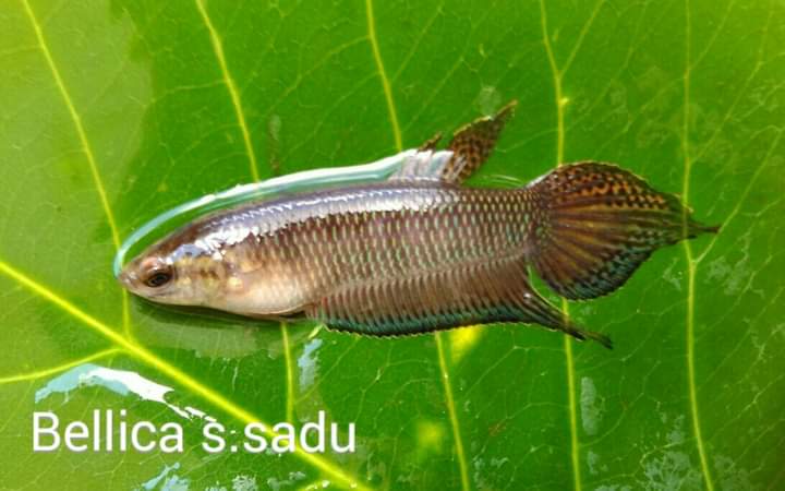 Bellica sp. Sadu