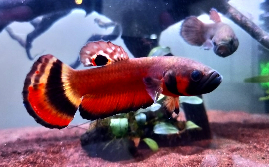 Macrostoma - Miri / Marudi