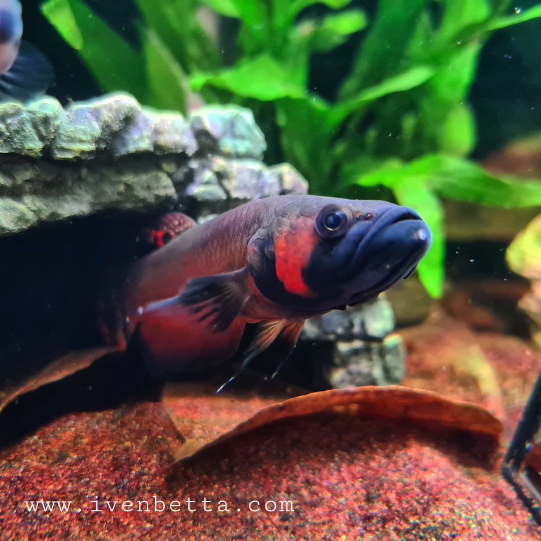 Macrostoma - Miri / Marudi