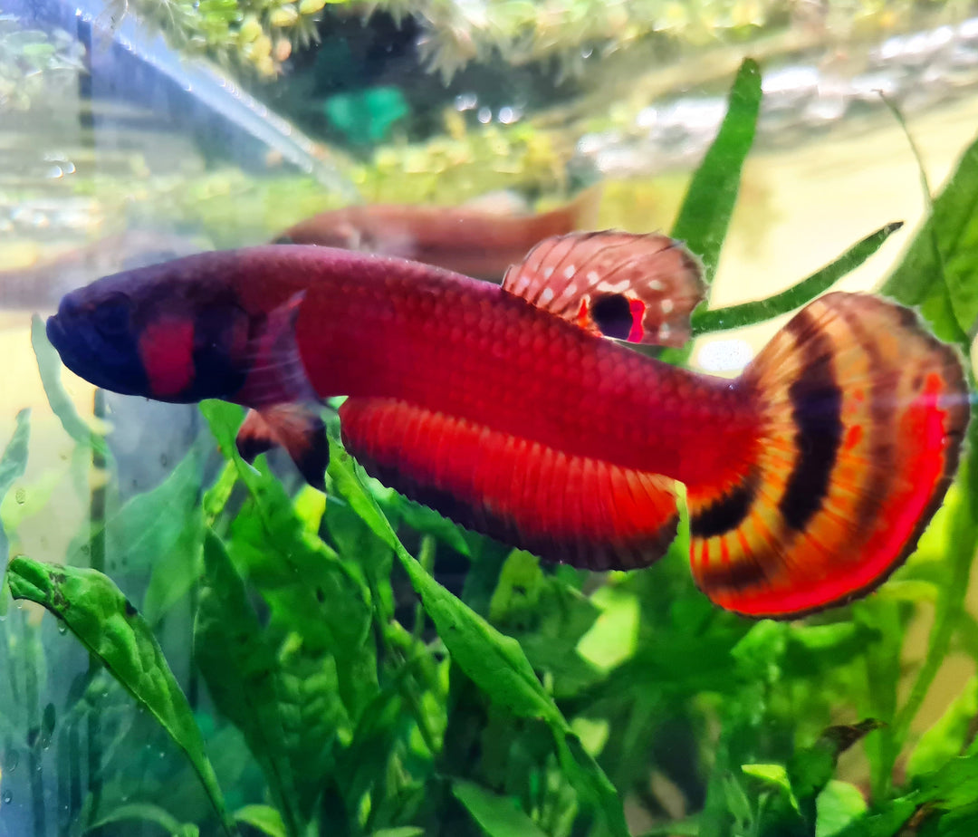 Macrostoma - Miri / Marudi