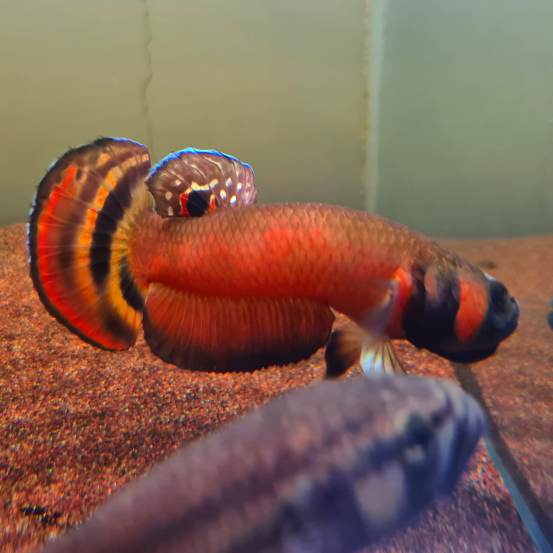 Macrostoma - Miri / Marudi
