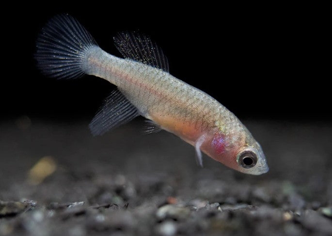 Bleiger Fish Blue Egger's Killifish (Nothobranchius eggersi) – Wild Exotic Bettas