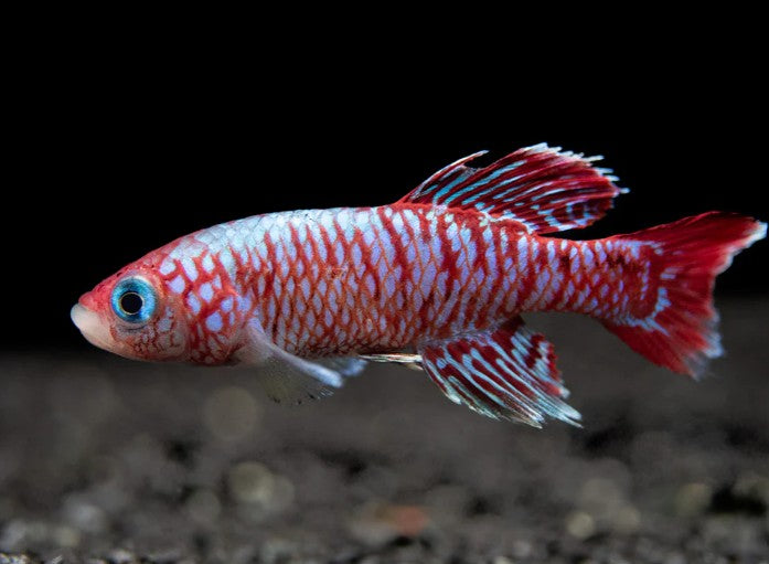 Blue Egger's Killifish (Nothobranchius eggersi)
