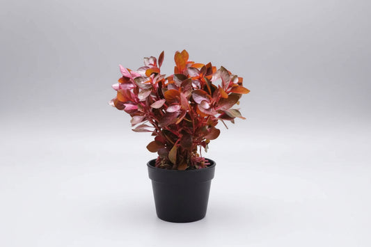 Ludwigia sp red