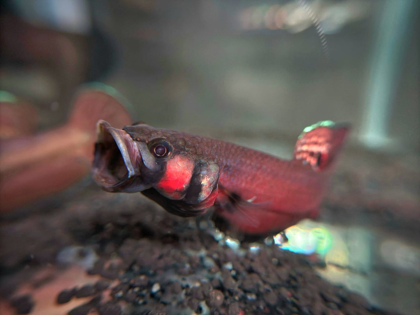 Macrostoma - Brunei