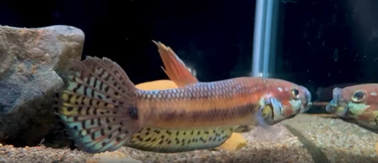 Palifina Sp. Red