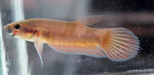 Patoti Sp. Badak
