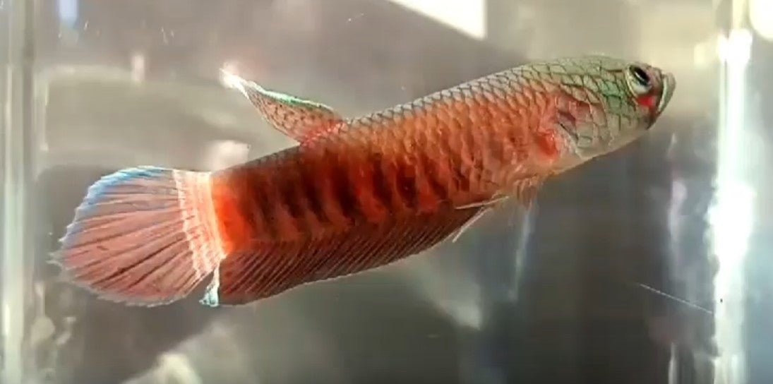 Patoti Sp. Tanah Merah