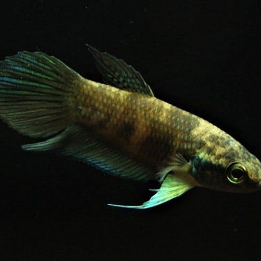 Betta Raja