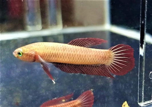 Rutilans