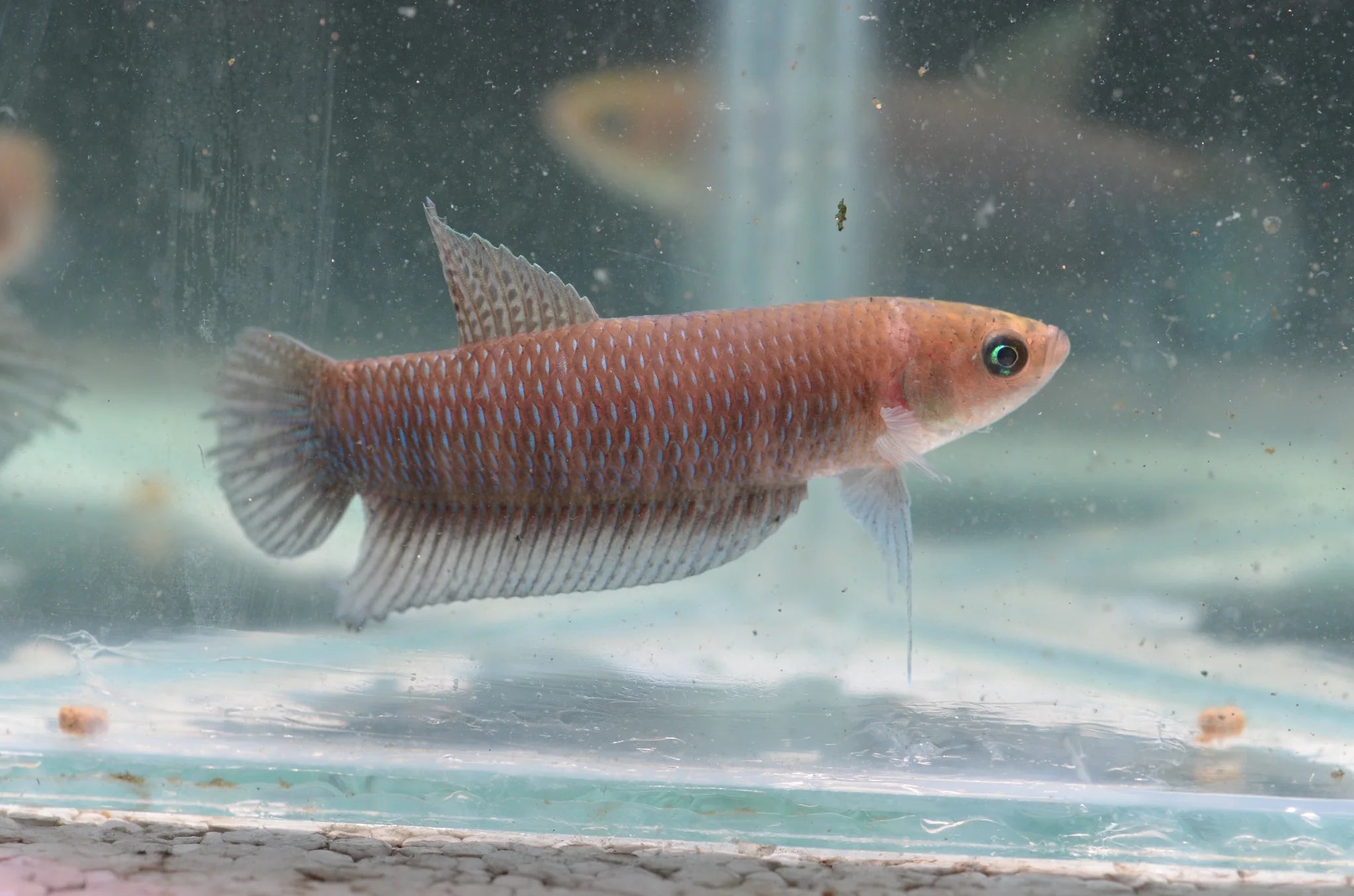 Simorum – Wild Exotic Bettas