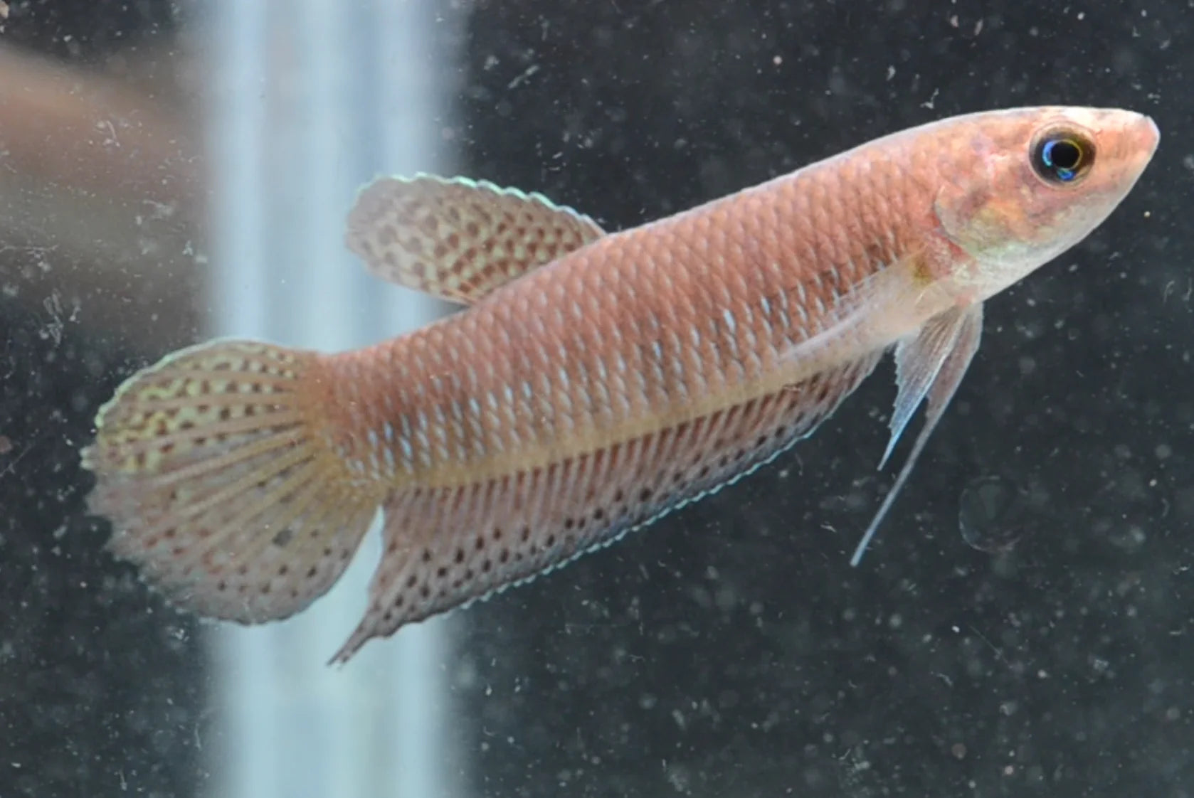 Simorum – Wild Exotic Bettas