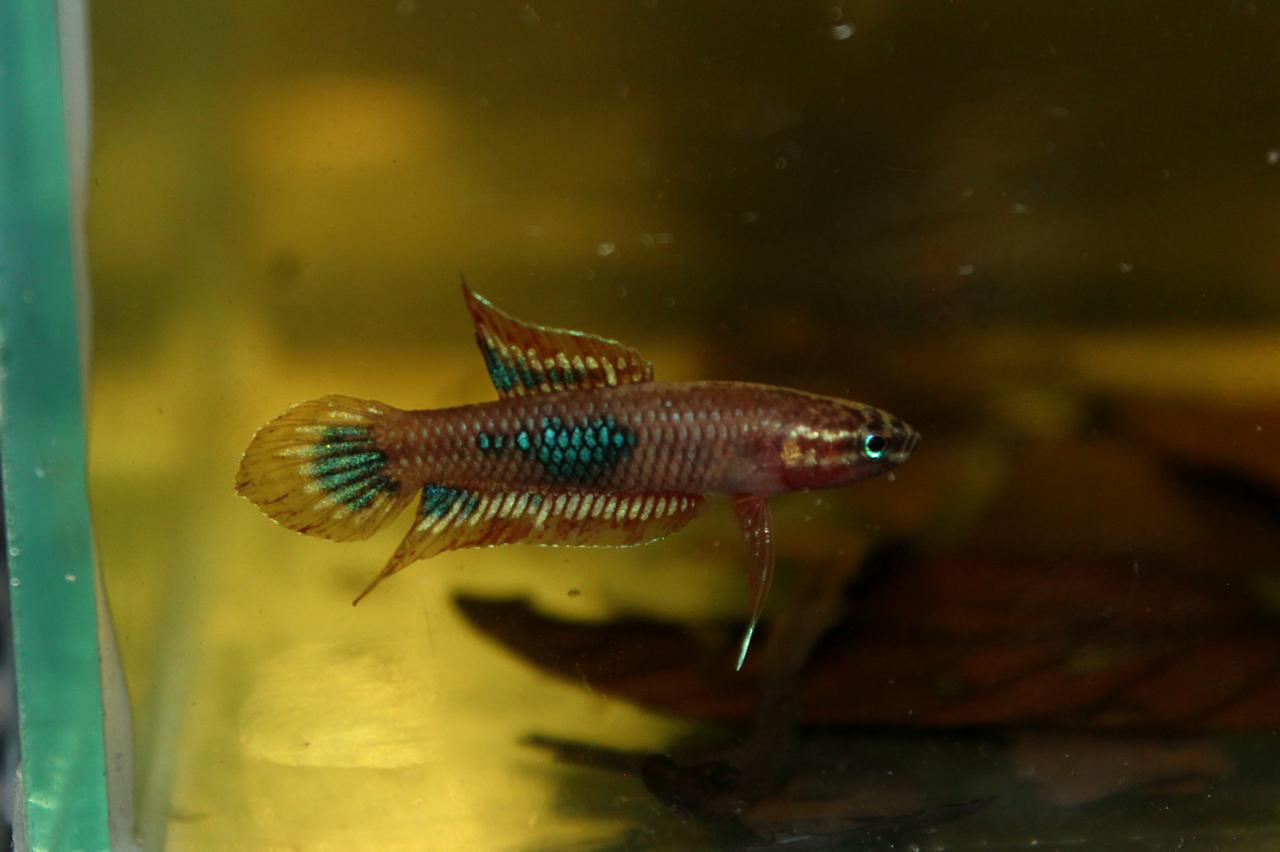 Sp. Red Burdigala Banka