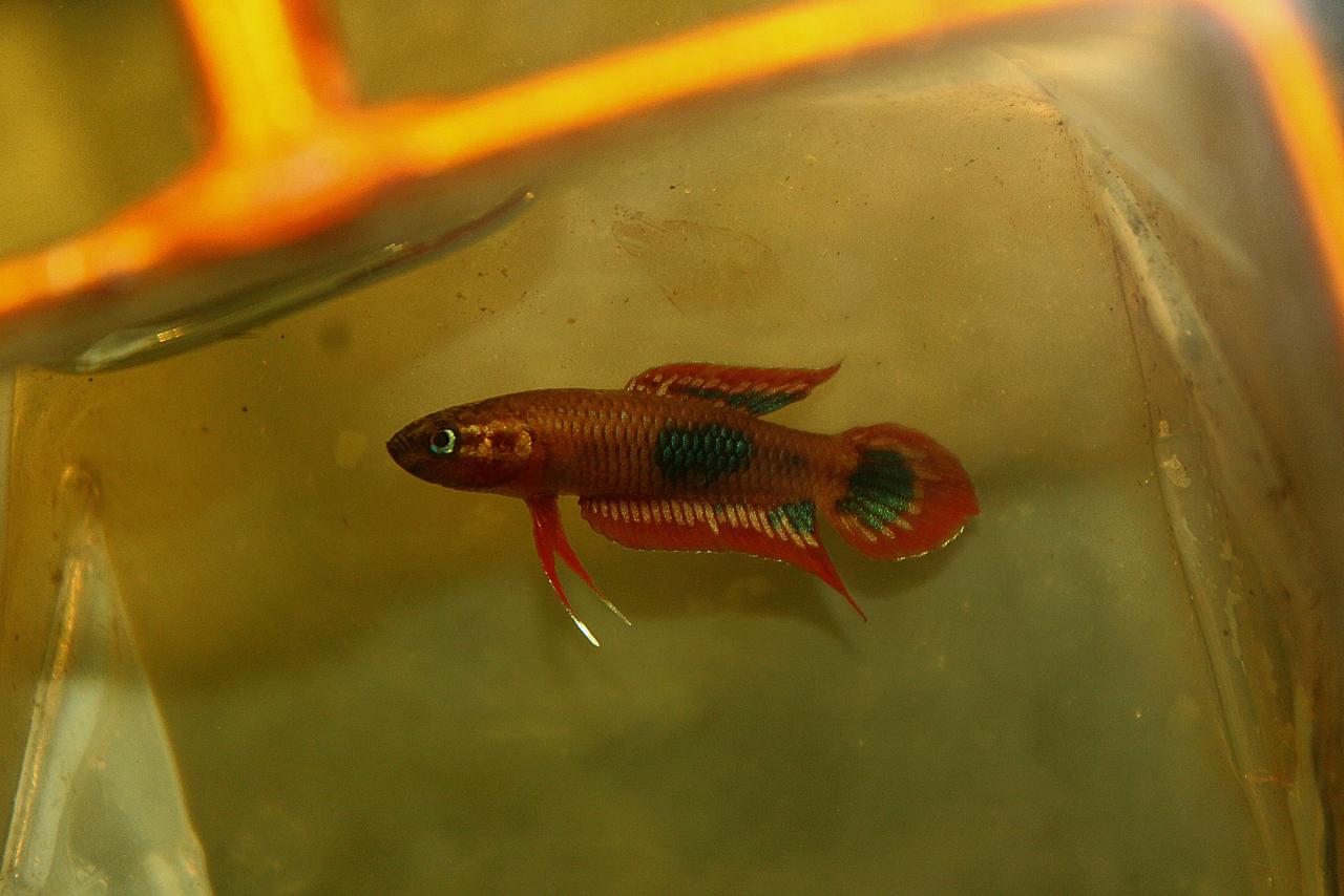 Sp. Red Burdigala Banka