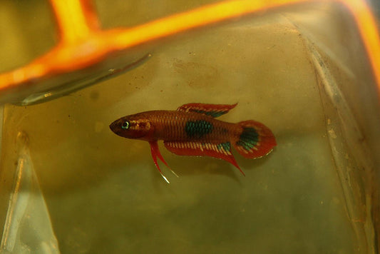 Sp. Red Burdigala Banka