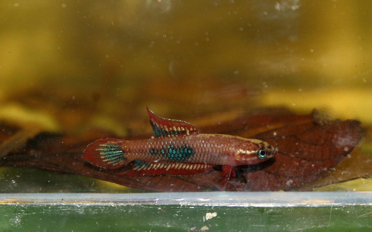 Sp. Red Burdigala Banka
