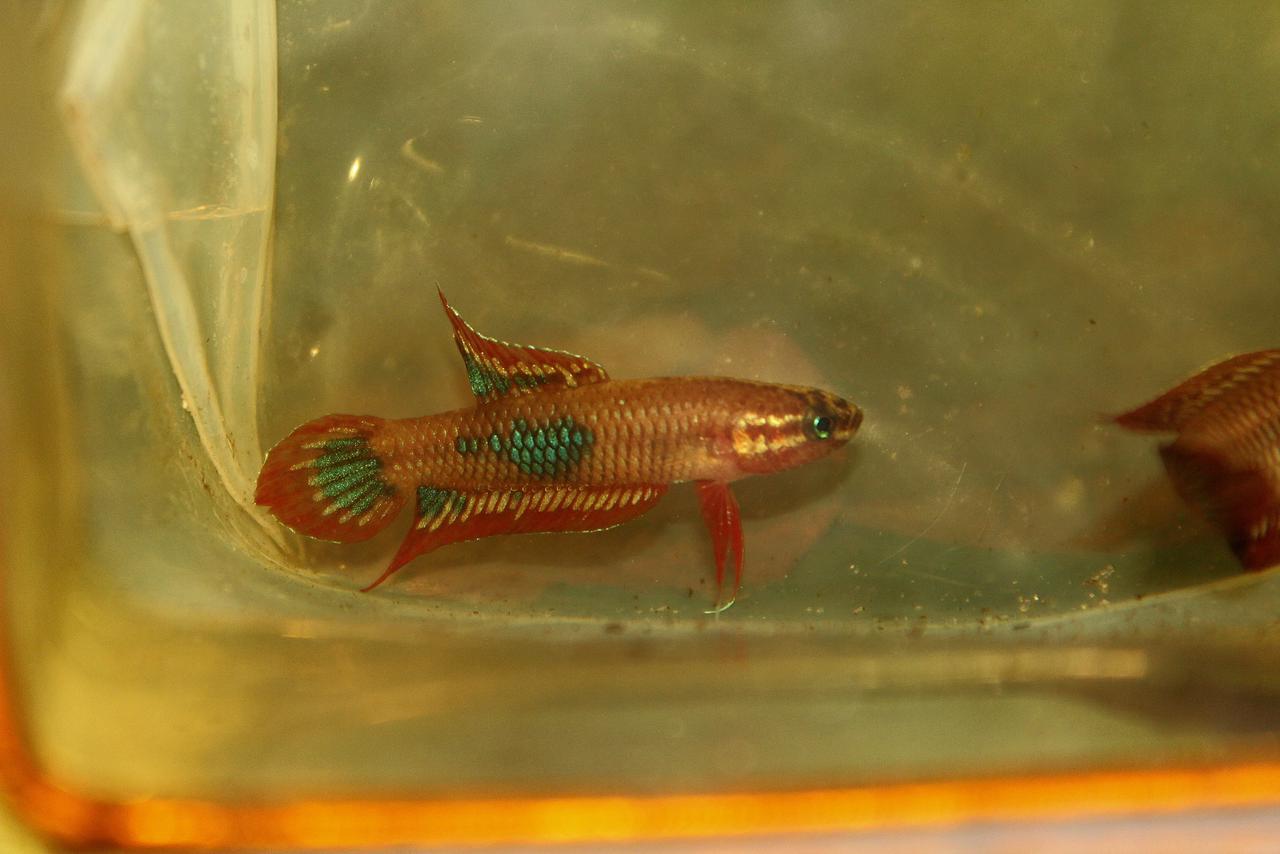 Sp. Red Burdigala Banka