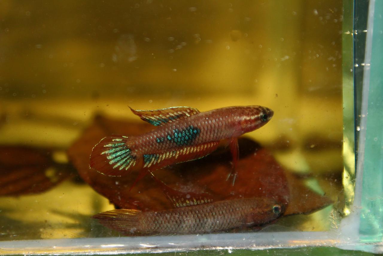 Sp. Red Burdigala Banka