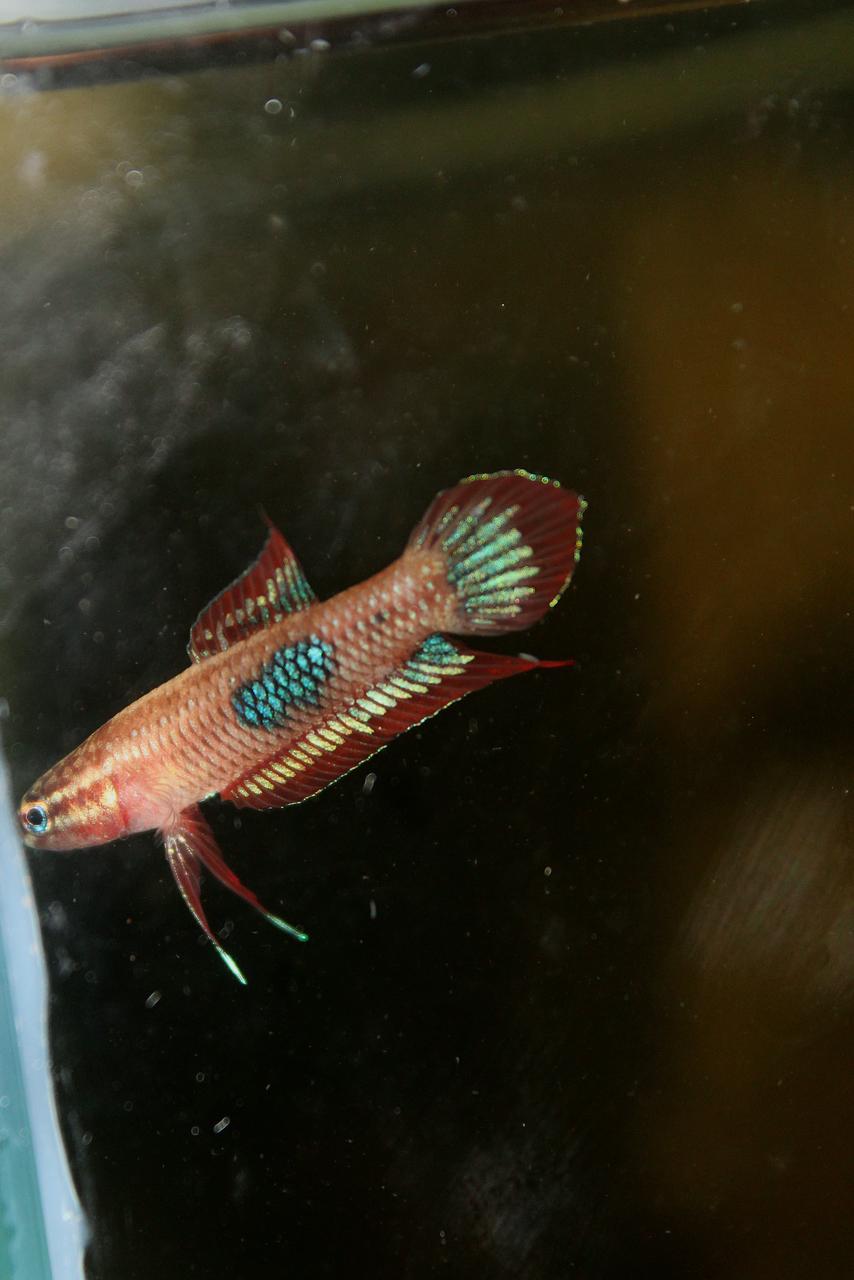 Sp. Red Burdigala Banka