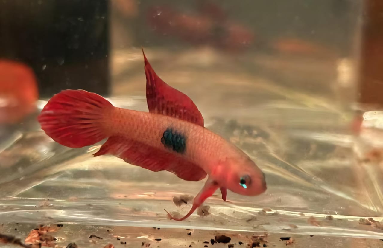 Uberis belitung Sp. Rukam