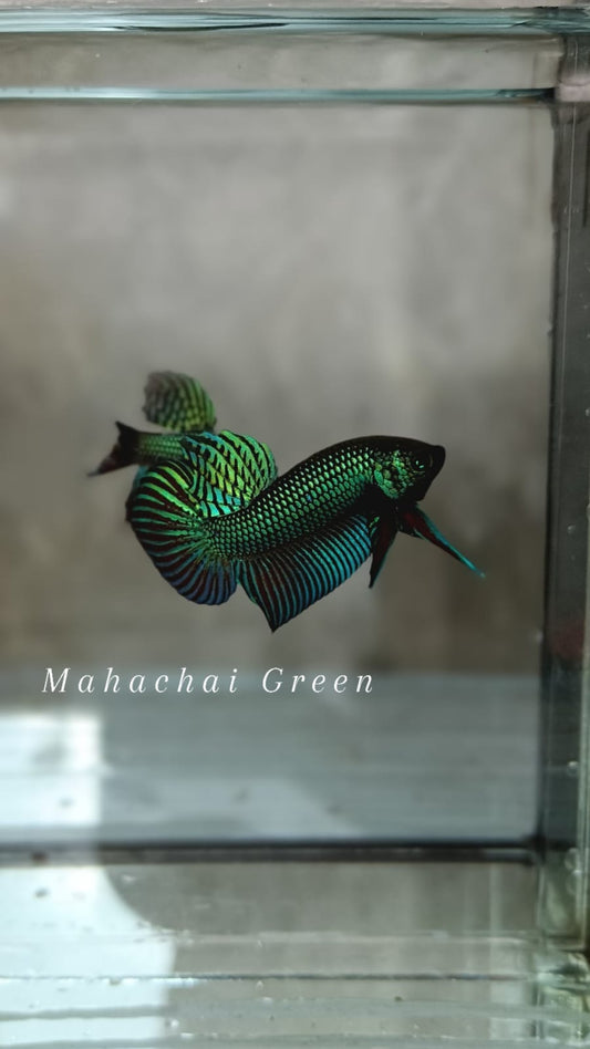 Mahachai