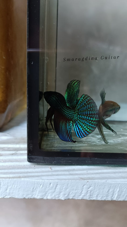 Smaragdina