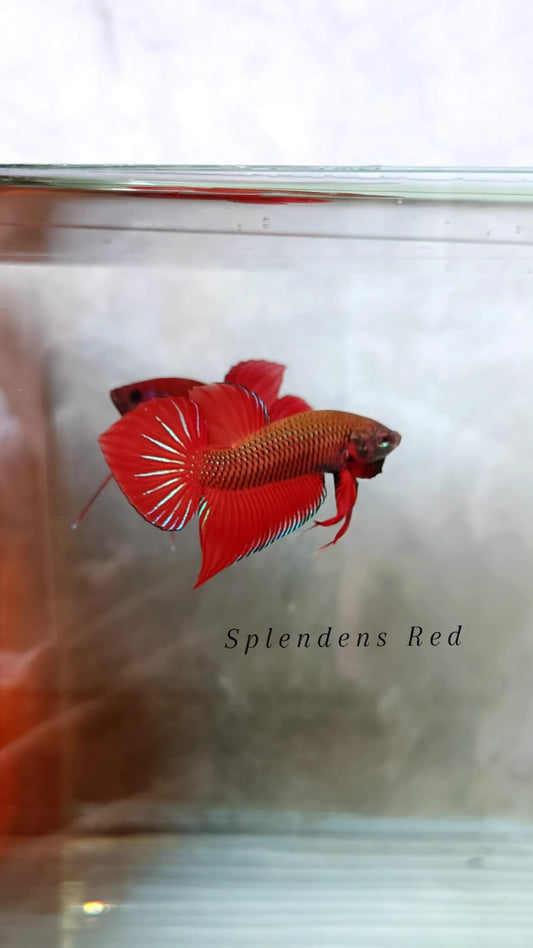 Splendens