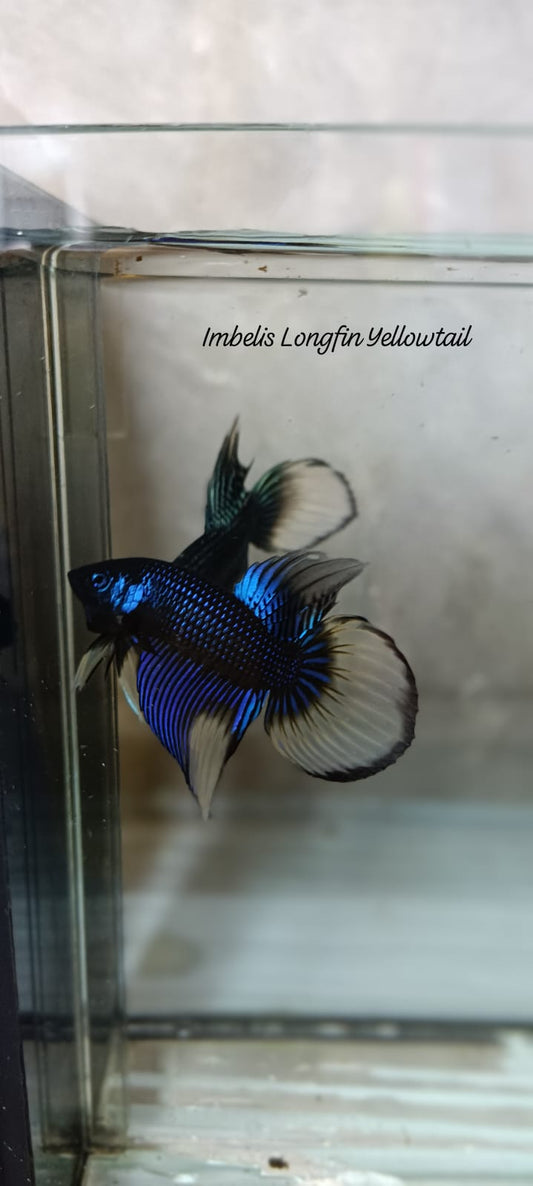Imbelis Longfin