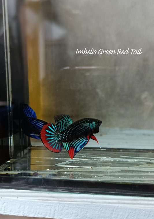 Imbelis Red Tail