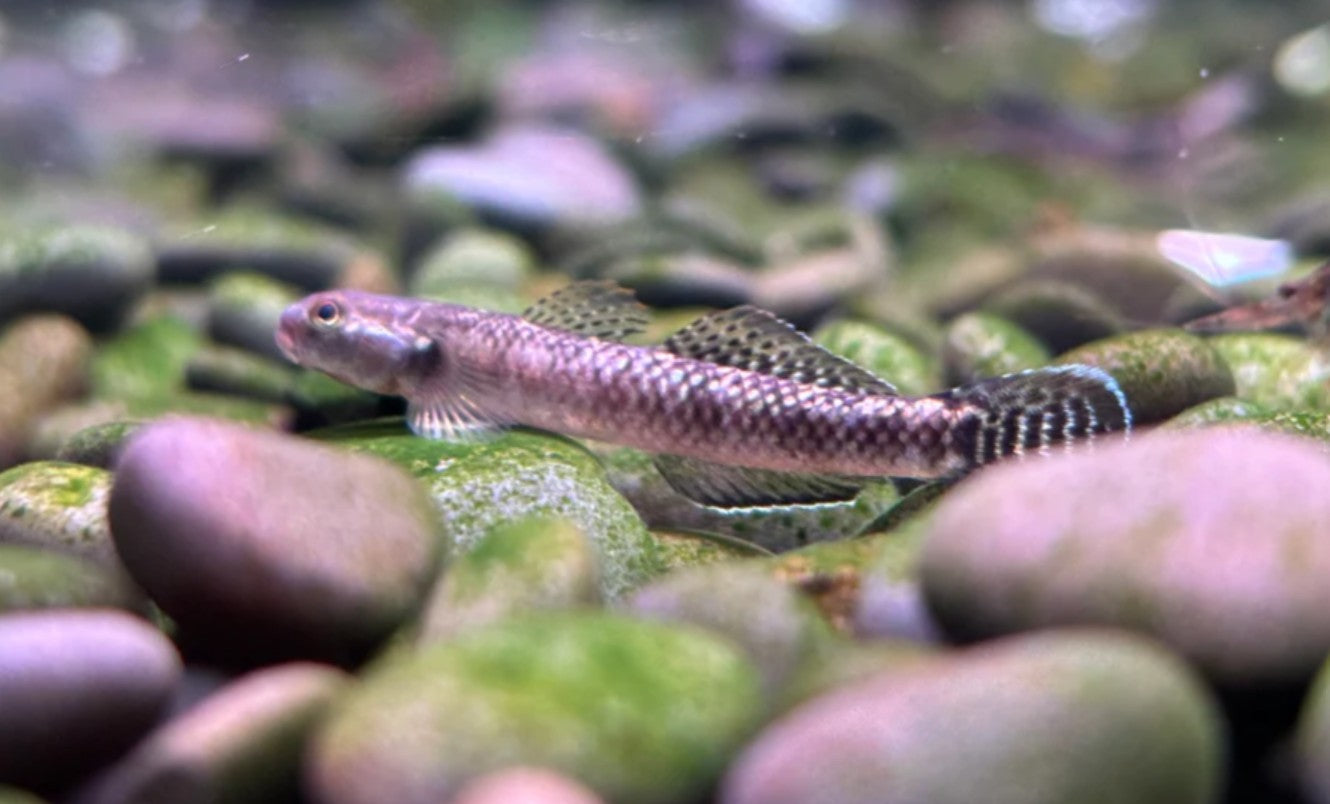 Black Kumpai Goby