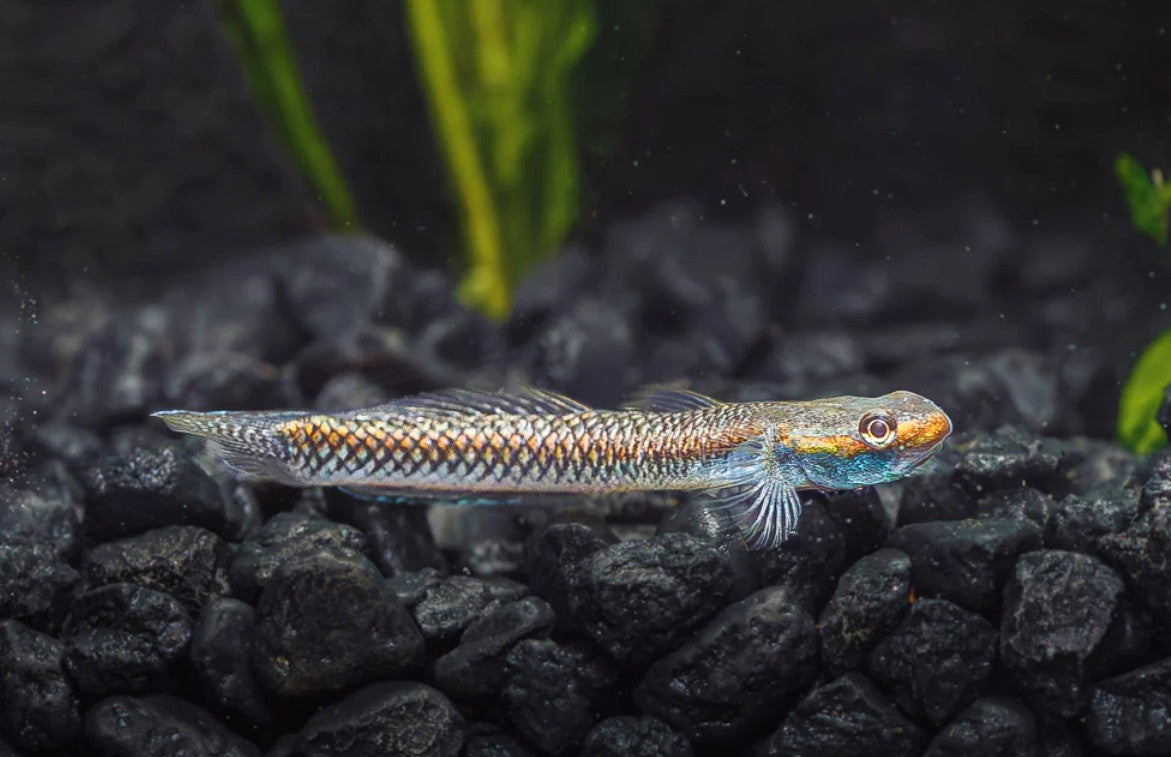 Blue Stream Goby Blue Neon Goby – Wild Exotic Bettas