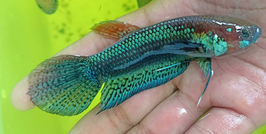 Cp. Palifina