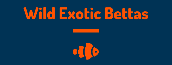 Wild Exotic Bettas logo