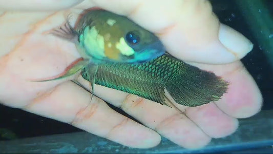 Palifina Sp. Sekurau