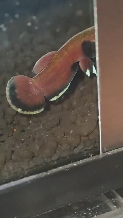 Channoides - Melak Jumbo