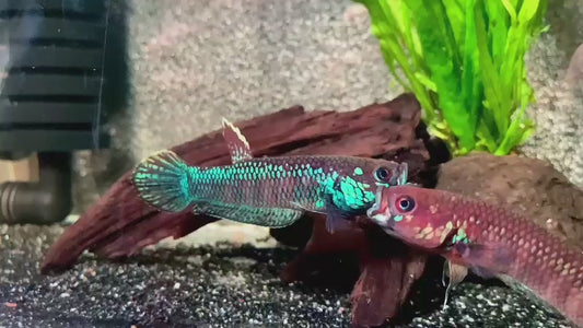 Palifina Sp. Gunung Mas