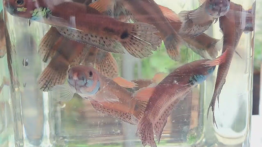 Palifina Sp. Red