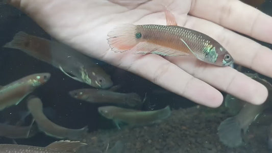 Palifina Sp. Sekurau Red